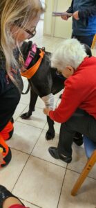Con o senza il cane: ecco il corso “Comfort dog”