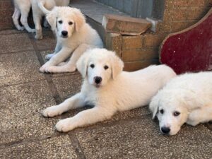 Domani a Siena sfilano i cani: tutto per aiutare i meno fortunati