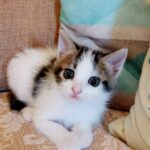 SOS gattini: servono adozioni temporanee